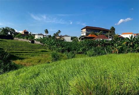 DIJUAL TANAH VIEW SAWAH LOKASI JALAN BANTAN KANGIN CANGGU BALI