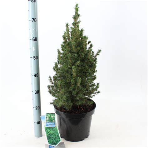 Picea Glauca Conica Plant Wholesale Floraccess