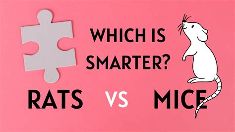 Rat vs Mouse | Learn the Differences Between Rats and Mice