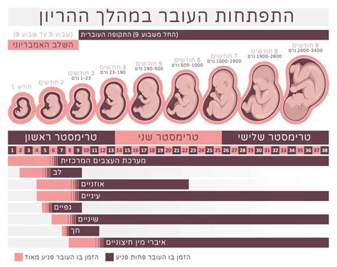 נזקים כתוצאה ממשקל לידה נמוך באילו מקרים מדובר ברשלנות רפואית