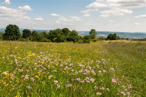 Rh N Rundweg Ochsenthal Hammelburg Rh N Wandern Outdooractive