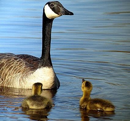 Canada Goose, Identification, All About Birds - Cornell Lab of Ornithology