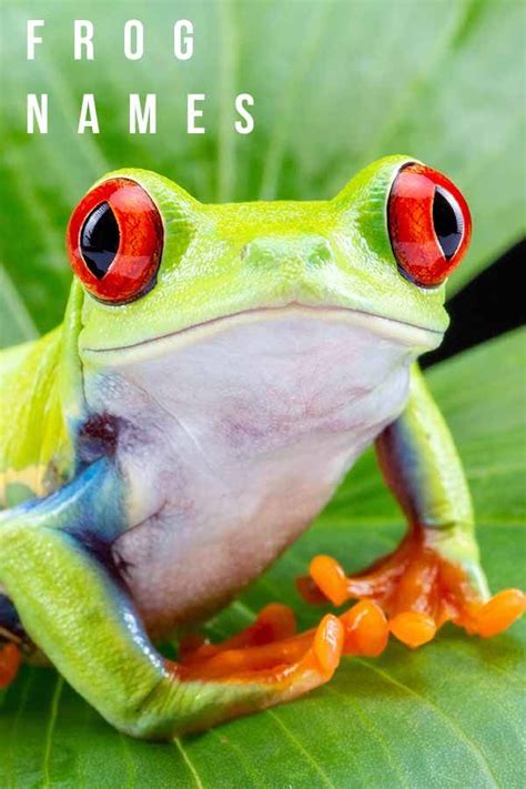 Frog Names Over 300 Funny Cute And Cool Ideas Pet Frogs Pets