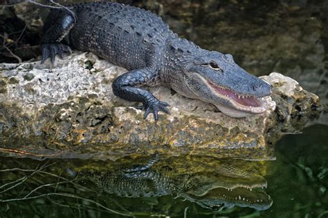 Nile Crocodile Invasion of Florida: Everything You Need to Know