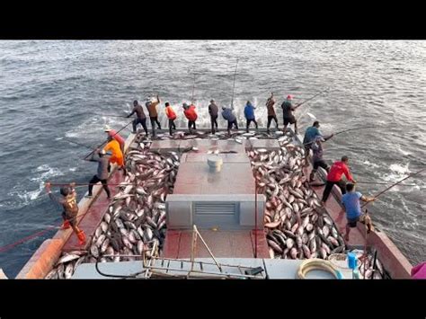 Full Video Of Catching Tons Of Skipjack Tuna In Minutes Youtube