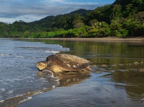 Costa Rica turtle conservation experience | Responsible Travel