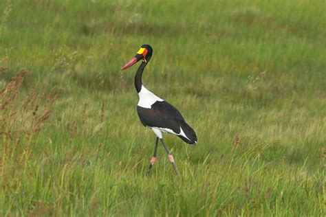 The Storks of Africa | Rockjumper Birding Tours