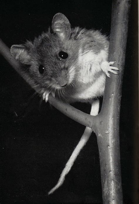 white-footed mouse | Animals, Mouse photos, Black and white