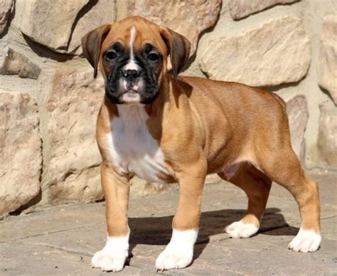 Bulloxer What Is A Boxer Bulldog Mix Dog