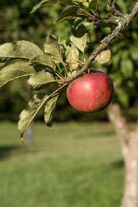 "Red Apple On A Tree" by Stocksy Contributor "Melanie Kintz" - Stocksy