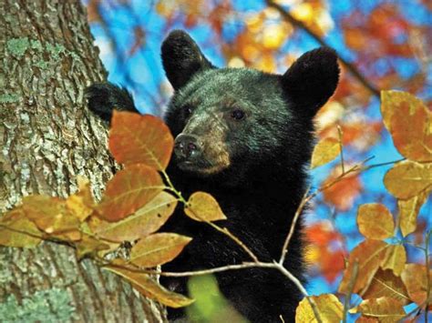 Black Bears In The Smoky Mountains Everything You Should Know Alexys