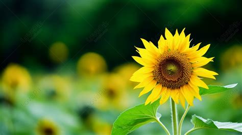 Yellow Sunflower With Green And Blurry Background Sunflower Backgrounds Yellow Green