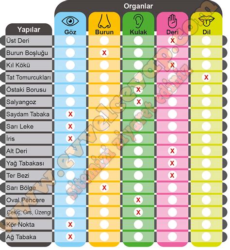 Tabloda Duyu Organlar Ve Bu Organlara Ait Yap Lar Verilmi Tir Bu