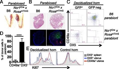 Cutting Edge Local Proliferation Of Uterine Tissue Resident Nk Cells