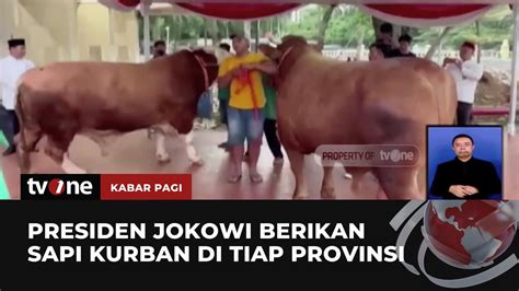 Ini Sapi Kurban Presiden Jokowi Dan Wapres Ma Ruf Amin Kabar Pagi