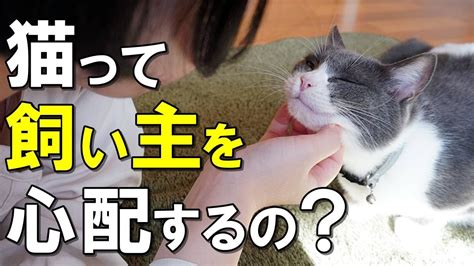 猫は飼い主を守る？猫が飼い主を心配している時にする仕草【保護猫】 Youtube