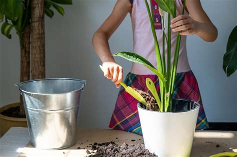 A Menina Transplanta Uma Planta De Casa Em Vaso Para Um Novo Solo