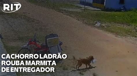 Cachorro Ladr O Rouba Marmita De Entregador No Par Youtube