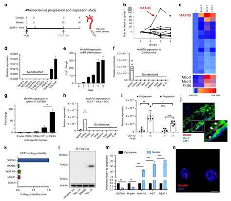 Nature子刊丨巨噬细胞特异性lncrna与hur相互作用调控细胞凋亡和动脉粥样硬化医药新闻 Bydrug 一站式医药资源共享中心 医药魔方