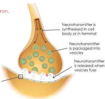 Neurotransmitter Systems I Glutamate Flashcards Quizlet