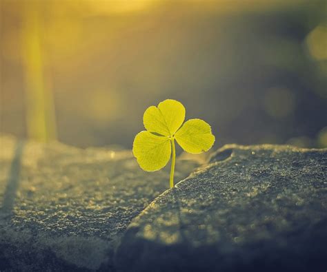 Four Leaf Clover Wallpapers - Wallpaper Cave