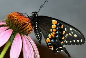 Life Cycle of the Black Swallowtail Butterfly (Papilio polyxenes ...