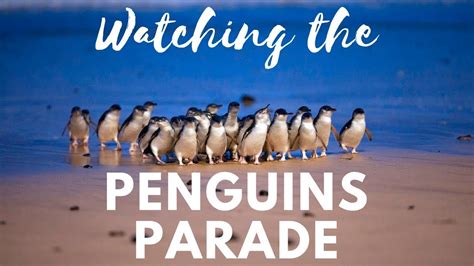 Watching The Penguins Parade In Phillip Island Australia Youtube