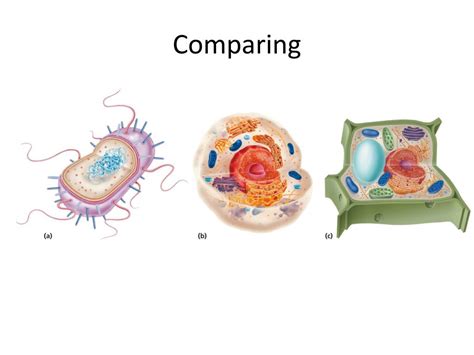 Ppt Cell Organelles Powerpoint Presentation Free Download Id1714653