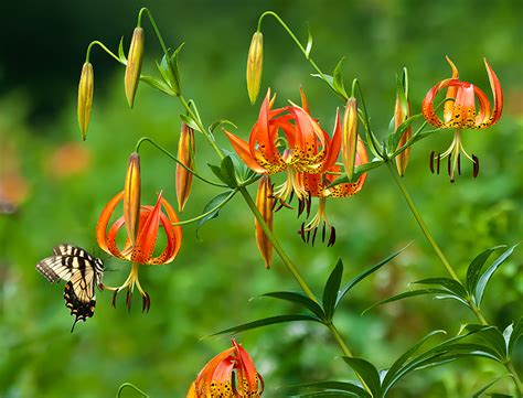 Turk S Cap Lily Guide How To Grow Care For Lilium Superbum