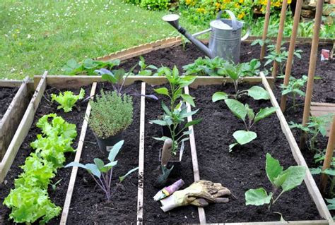 Jardin cinq conseils pour réussir son carré potager