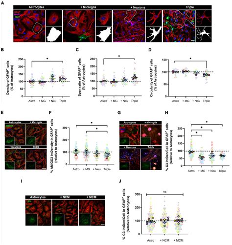 Frontiers A Neuron Microglia And Astrocyte Triple Co Culture Model