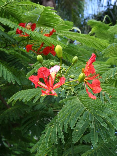 Flamboyant Royal Poinciana Tree Delonix Regia Urban Tropicals