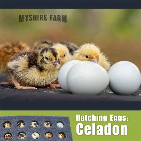 Myshire Farm Coturnix Quail Hatching Eggs Celadon 9562 Myshire Farm