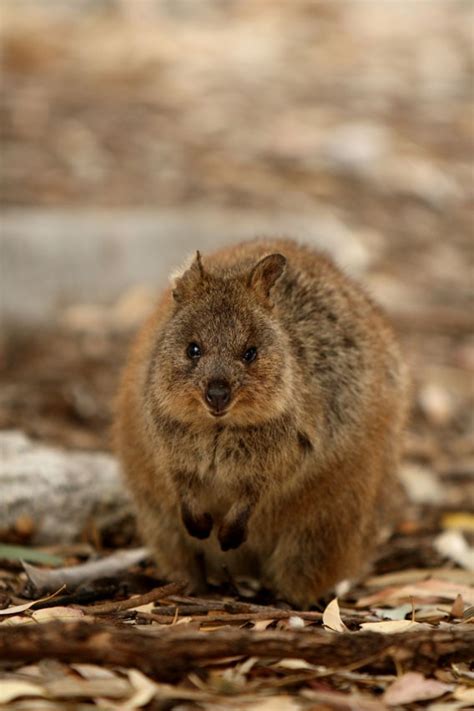 Quokka Profile Australia’s Adorable Vulnerable Marsupials