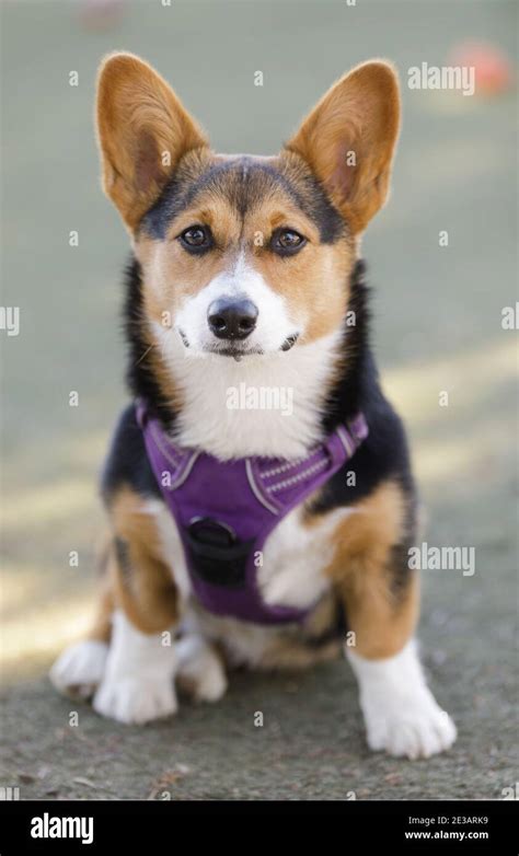 Red Headed Tricolor Pembroke Welsh Corgi Puppy Stock Photo Alamy