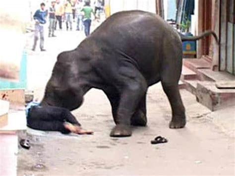 Elephant Killed Latest News Photos Videos On Elephant Killed Ndtvcom