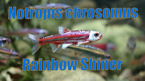 Notropis Chrosomus Rainbow Shiner Youtube