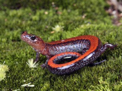 Woodland salamander - Alchetron, The Free Social Encyclopedia