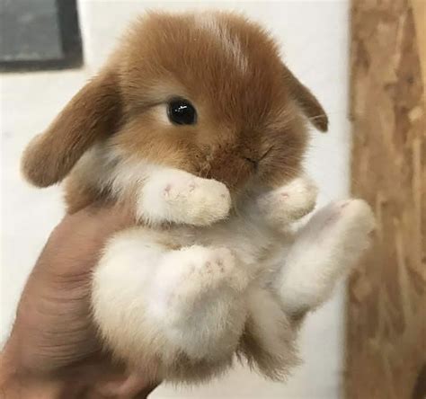 Adorable Baby Bunnies