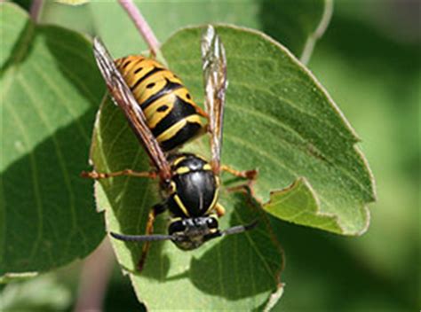 Aerial Yellowjacket Northeastern IPM Center