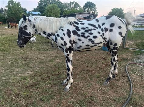 Leopard Appaloosa Stallion