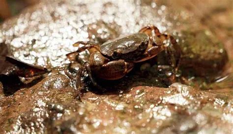 Une Cr Ature Pattes D Couverte Tapie Dans Une Flaque D Eau En