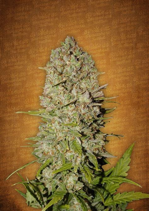 Buy Pineapple Express feminised seeds by from Cannabisseeds.ie