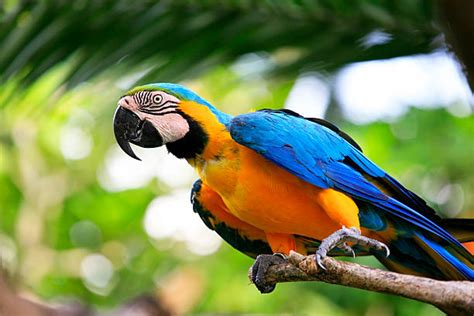 300+ Belize Zoo Animals Stock Photos, Pictures & Royalty-Free Images ...