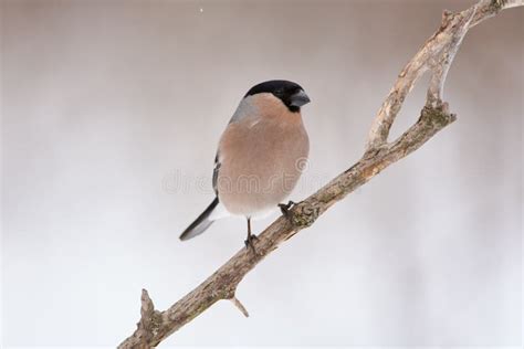 Eurasian Bullfinch Sits On A Dry Oak Branch On A Cloudy Day Stock Photo