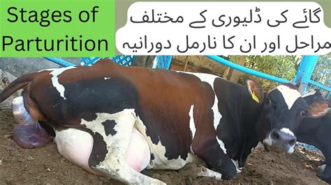 Calving Procedure In Cow Ll Cow Giving Birth To A Calf Ll Cow Delivery Stages Of Parturition