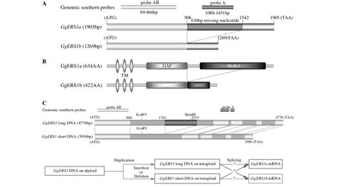 Schematic Representation Of Putative Two Ethylene Receptor Gene Download Scientific Diagram