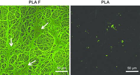 Morphology Of The Fibrin Nanocoating F On Pla Membranes Notes The