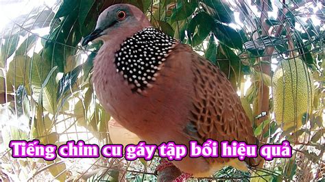 tiêng chim cu moi gay goi boi rat nhanh gay theo chim cu cườm gáy gọi