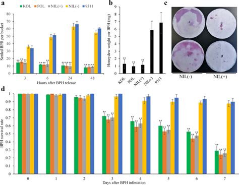 Tests Of Antixenosis And Antibiosis Conferred By Bph33 A BPH